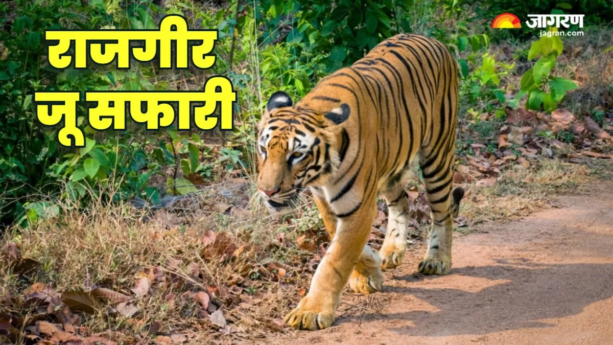 Rajgir Zoo Safari: 'स्वर्णा' बनी पर्यटकों की रानी, बाघों की प्रोटेक्शन को लेकर मिसाल बना राजगीर जू