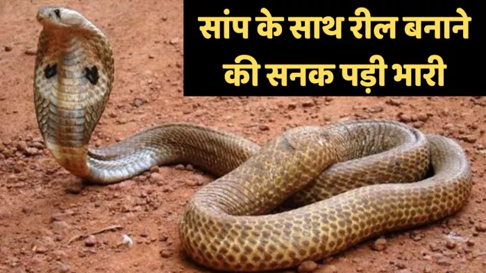 गले में सांप डालकर रील बनाने में सर्पदंश का शिकार हुए।