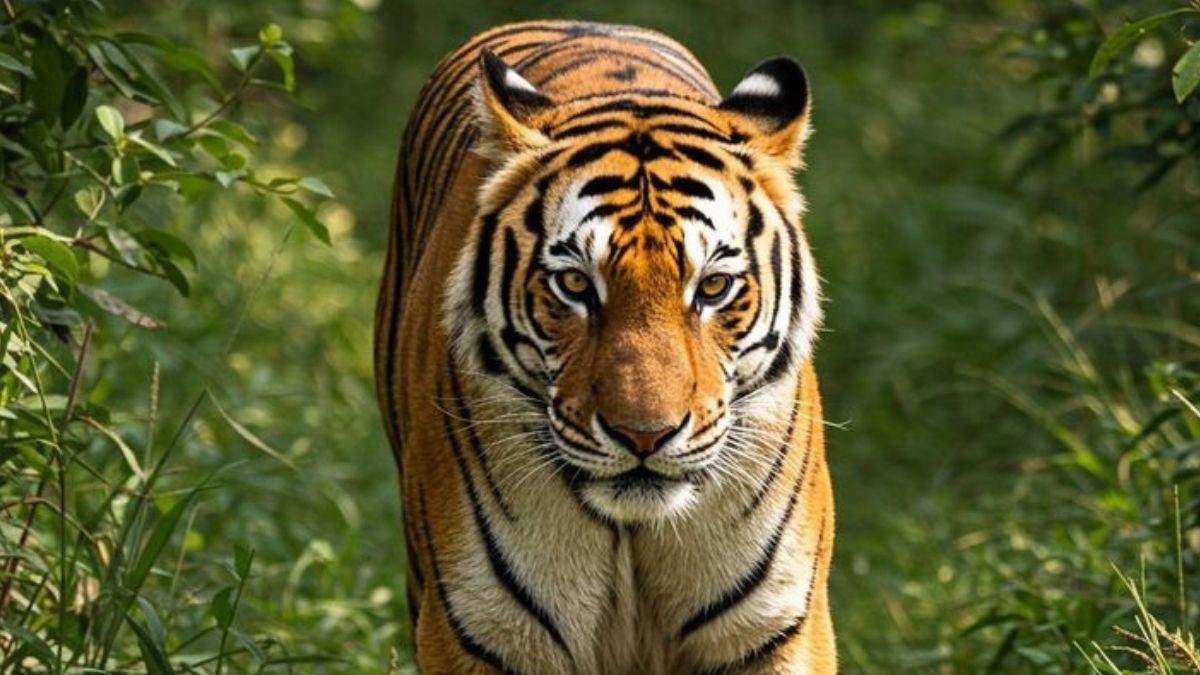 https://www.jagranimages.com/images/newimg/29072025/29_07_2025-tiger1_23997613.jpg