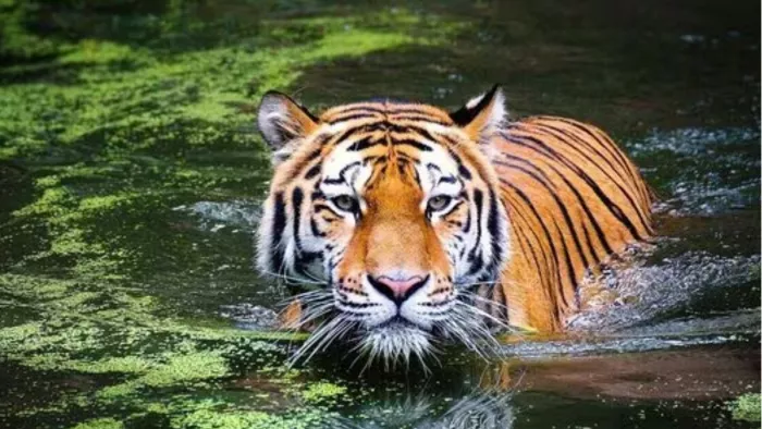 भारत में बाघों की मौत पर चिंतित सरकार ने उठाए कदम।