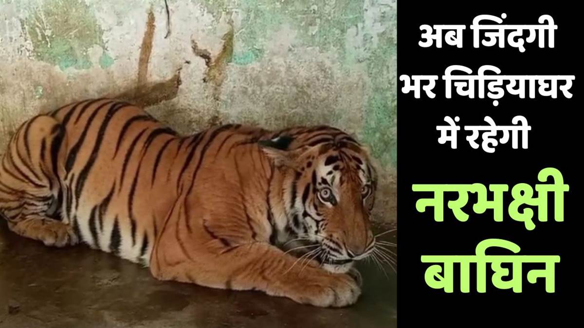 pilibhit tigress behavior no change in kanpur zoo