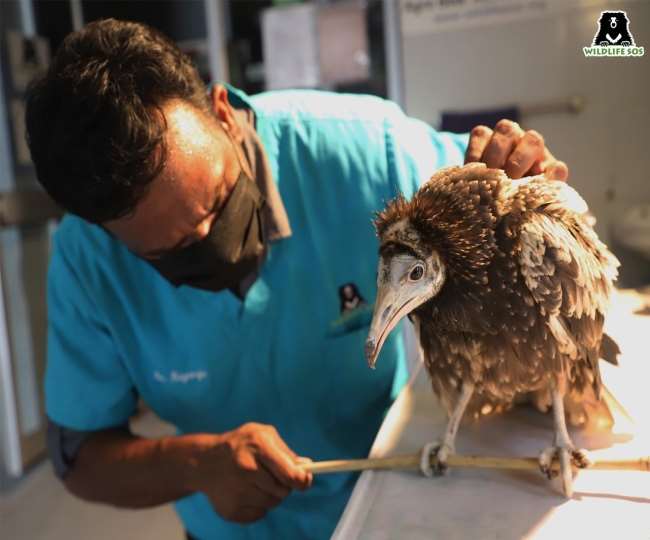 rare egyptian vulture rescued in agra fainted due to thirst