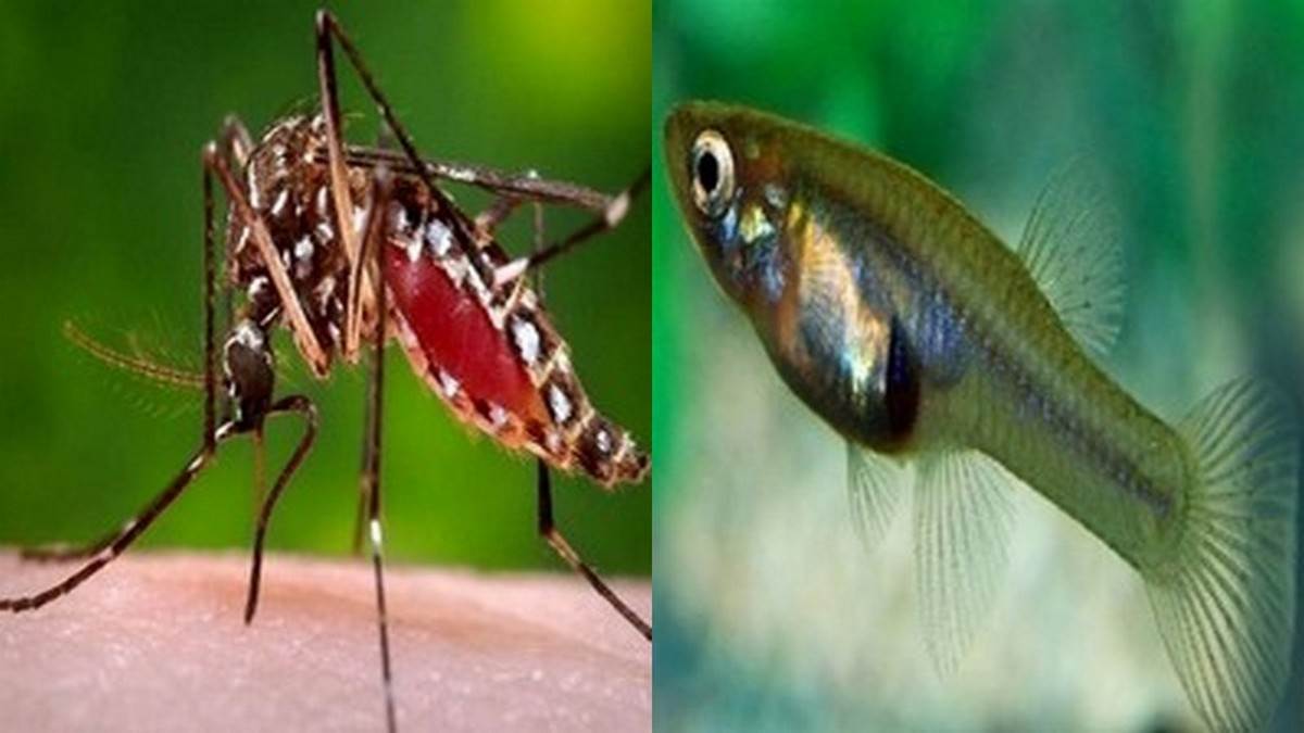 dengue outbreak in chandigarh gambusia fish reduced risk of dengue