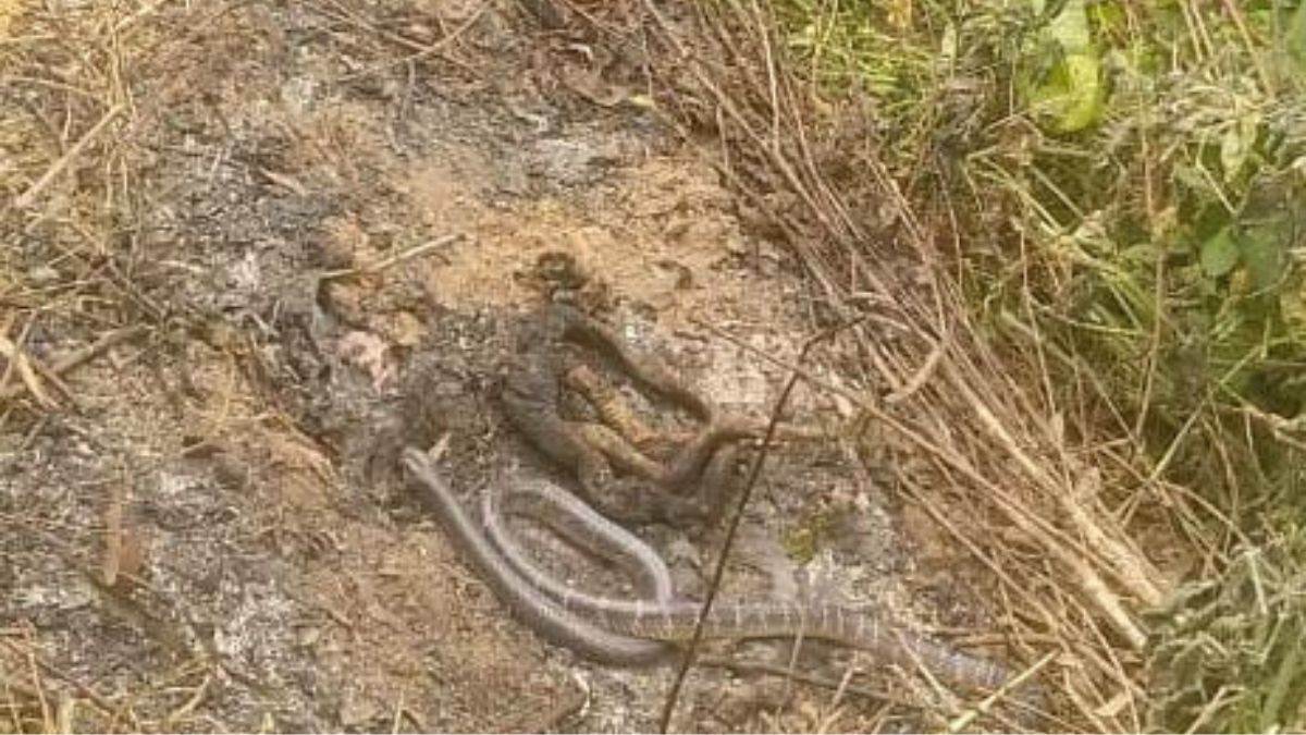 https://www.jagranimages.com/images/newimg/29082022/29_08_2022-snake_died_in_agra_23024597.jpg