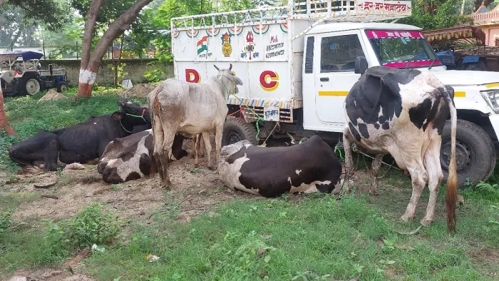 सरिया पुलिस के द्वारा सरिया थाना में विभिन्न वाहनों से जप्त गाय व गोवंश।