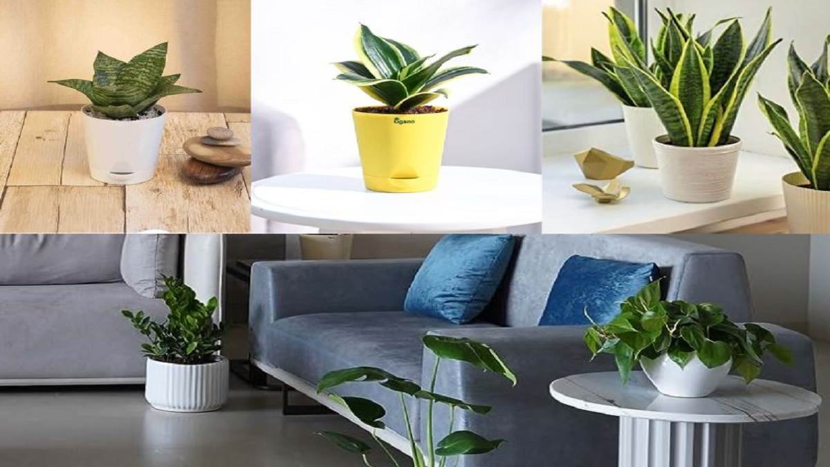 https://www.jagranimages.com/images/newimg/29082023/29_08_2023-best_snake_plants_23516309.jpg