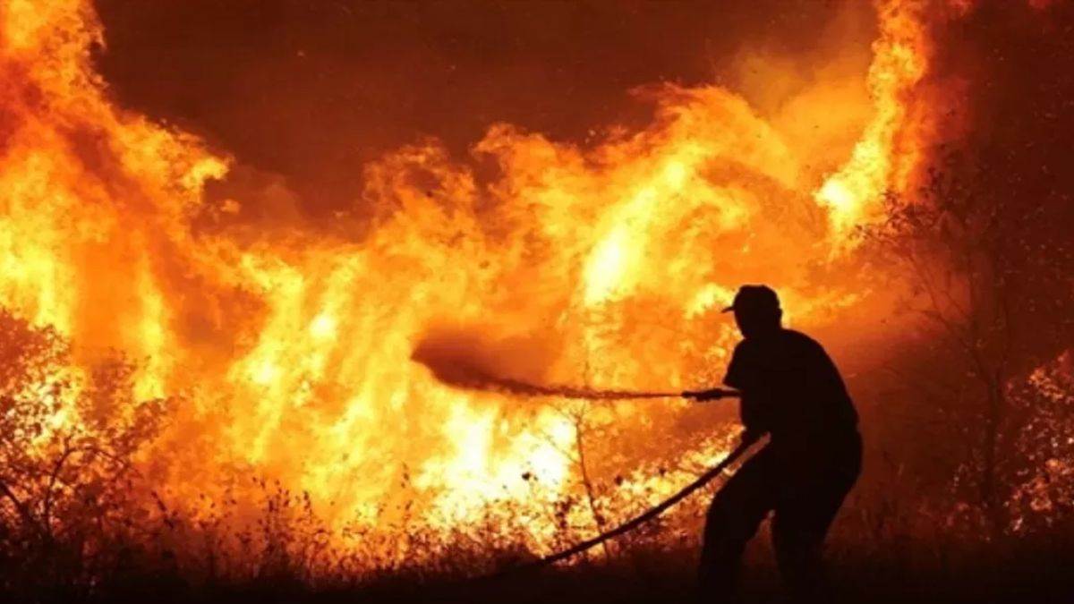 fierce fire in the forests of greece caused havoc an area bigger than new york was gutted