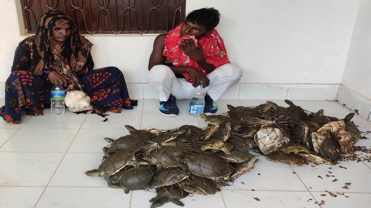 mirzapur news 236 turtles being smuggled to asansol recovered two people including woman arrested
