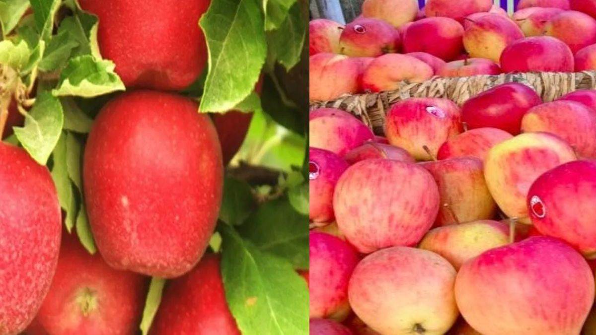 https://www.jagranimages.com/images/newimg/29082025/29_08_2025-apples__24028878.jpg