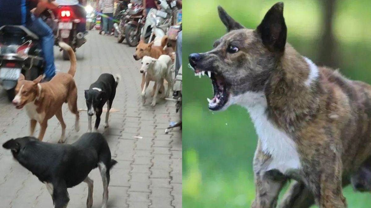 https://www.jagranimages.com/images/newimg/29082025/29_08_2025-dogs_24029522.jpg