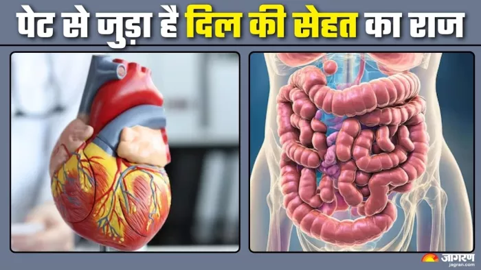 गट हेल्थ कैसे आपके दिल को प्रभावित करती है (Picture Credit- Freepik)
