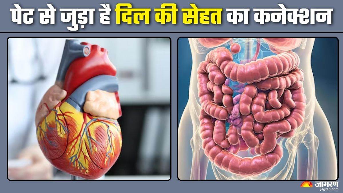 https://www.jagranimages.com/images/newimg/29082025/29_08_2025-gut_and_heart_health_24029149.jpg
