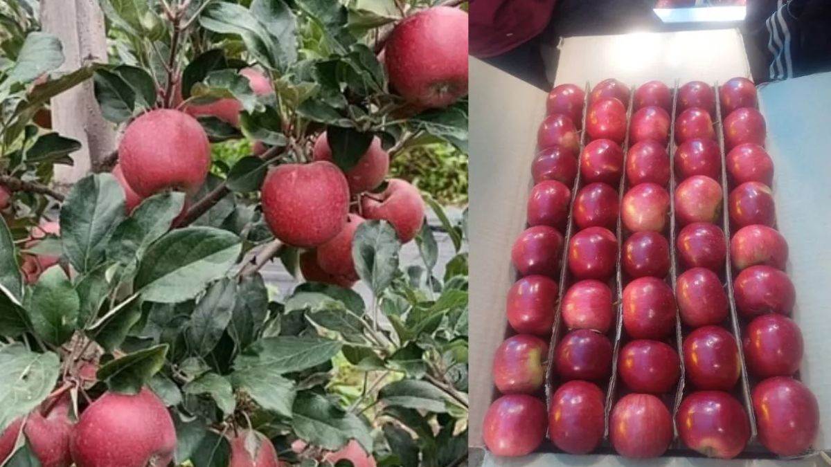 https://www.jagranimages.com/images/newimg/29082025/29_08_2025-himachal_apple__24028764.jpg