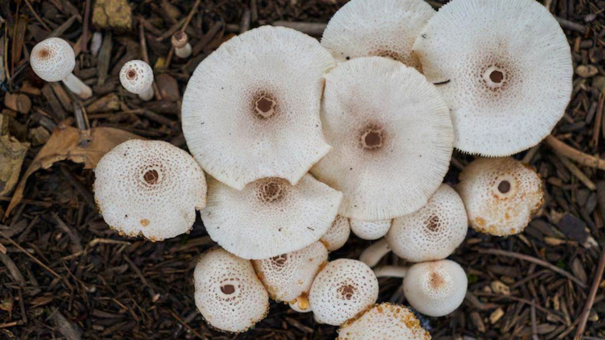 https://www.jagranimages.com/images/newimg/29082025/29_08_2025-milky_mushroom_24028668.jpg