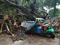 खगौल में ऑटो पर गिरा पेड़, तीन महिलाओं समेत परिवार के चार की मौत