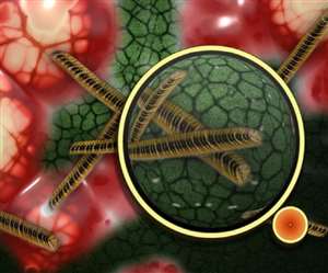 आइआइवी को दो नमूनों की जांच के दौरान मिलीं सीक्यूवी की एंटीबाडी।