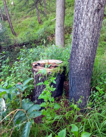 forest smugglers cut pine trees in someshwar range