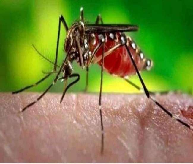 स्वास्थ्य विभाग की तमाम कवायदों के बावजूद डेंगू व मलेरिया का प्रकोप थम नहीं रहा।