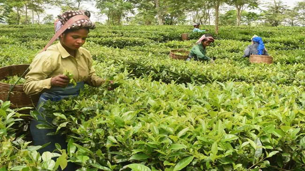 बंसल कंपनी प्रबंधन फिर चाय बागानों को छोड़कर भागी, लीज खारिज करने व कठोर कार्रवाई की मांग