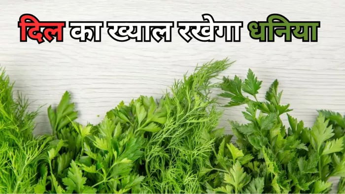 जानें कैसे कोलेस्ट्रॉल कम करता है धनिया