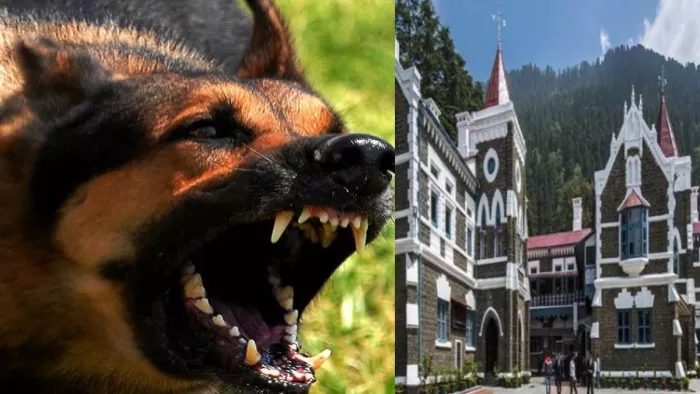 High Court On Dog Terror: कुत्तों के आतंक पर HC की फटकार के बाद एक्शन में पालिका
