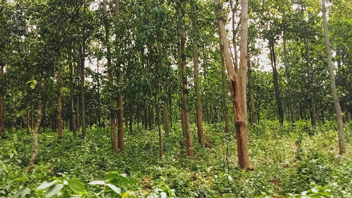 https://www.jagranimages.com/images/newimg/29092023/29_09_2023-pakur_23543100.jpg