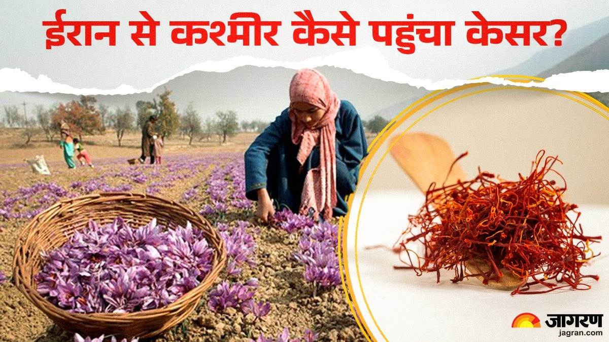 saffron cultivation how kashmir transformed from iran spice trail to a global powerhouse