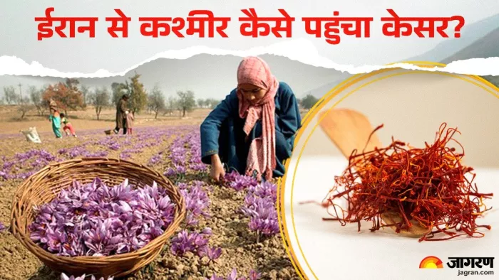 Saffron Cultivation: कैसे शुरू हुई कश्मीर में केसर की खेती?