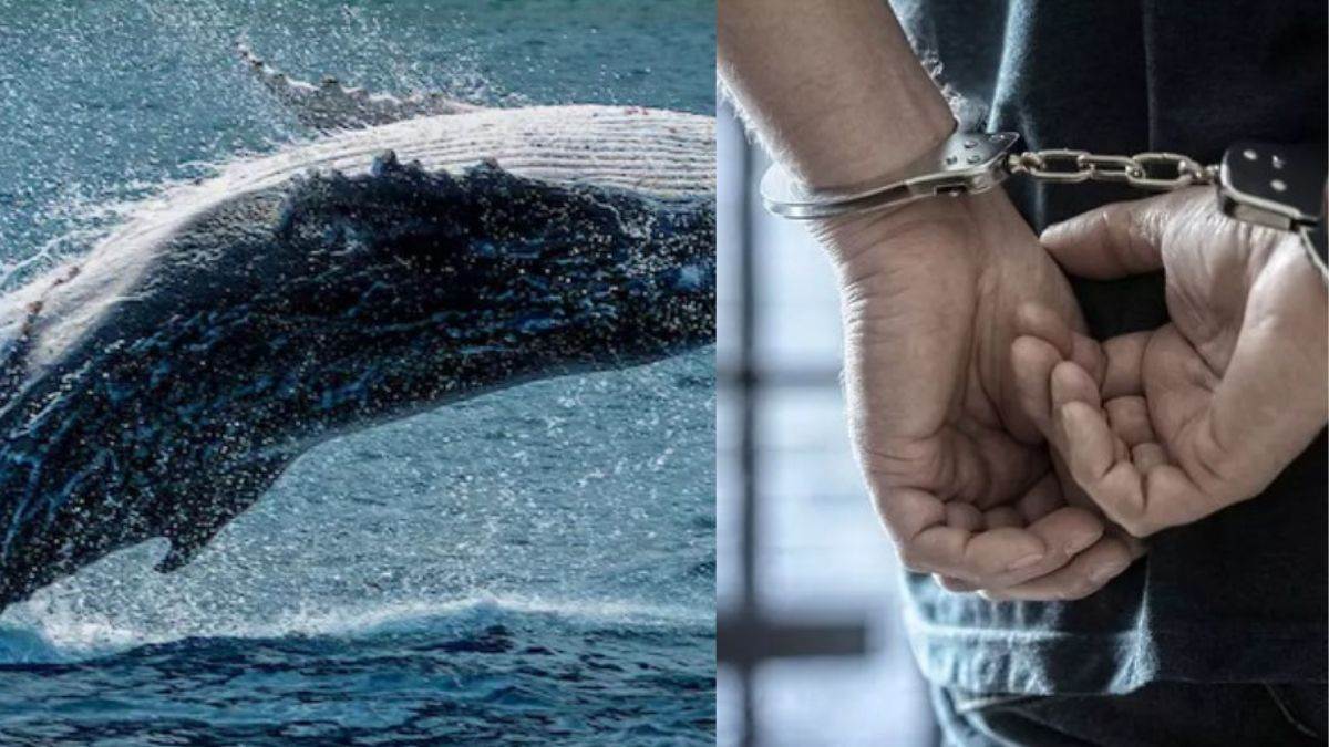 https://www.jagranimages.com/images/newimg/29092024/29_09_2024-whale_vomit_23806566.jpg
