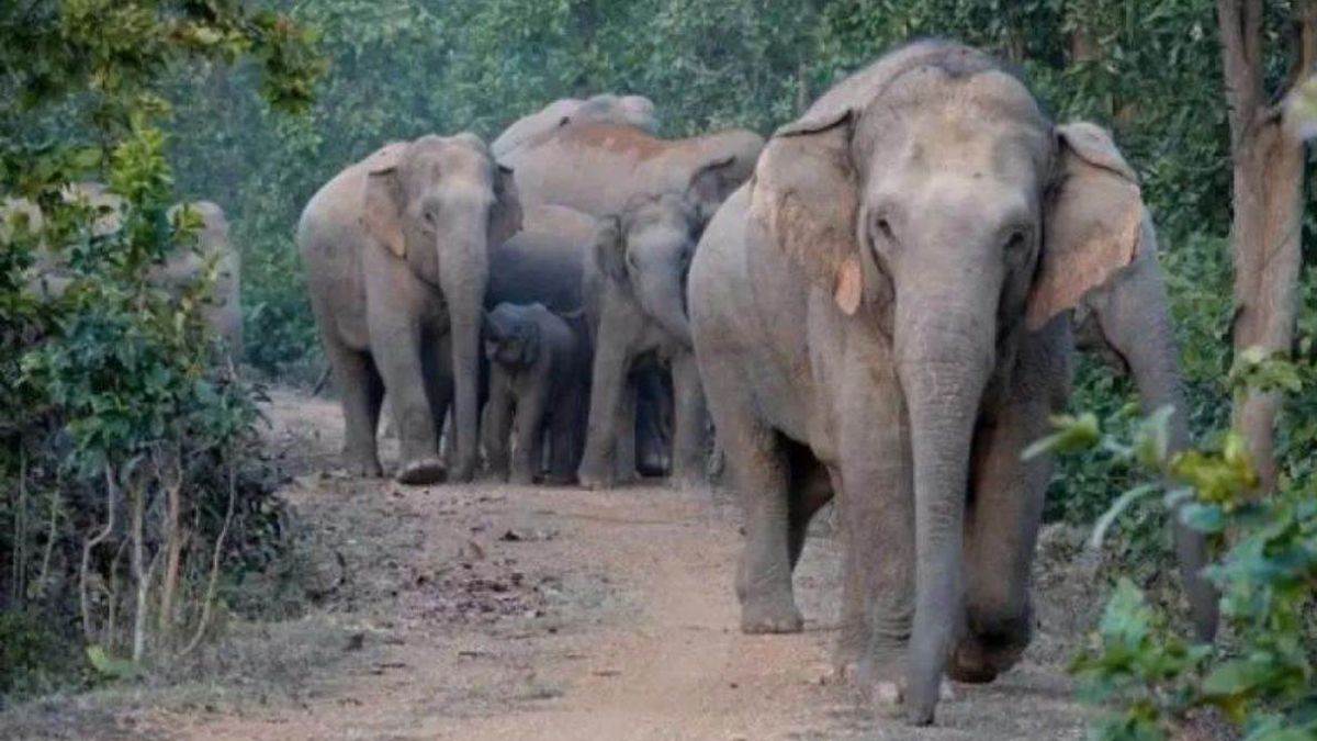 wild elephant near chandia hazara villagers alerted pilibhit latest news