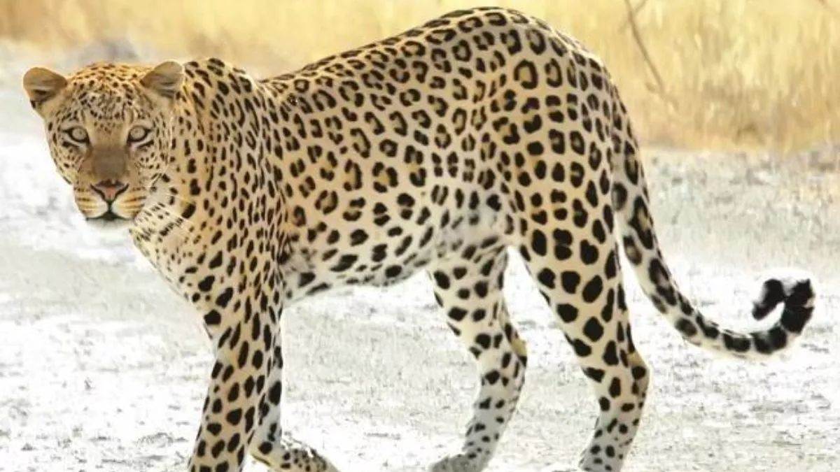 pauri garhwal news leopard attack creates panic in haluni village
