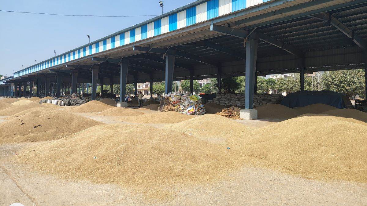 ncr mahendragarh news bajra procurement halt at ateli mandi frustrates farmers
