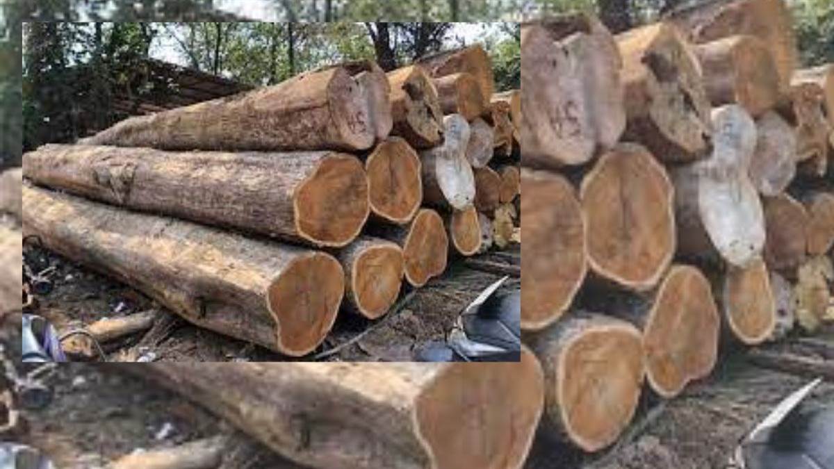 himachal pradesh timber price hike new rates announced