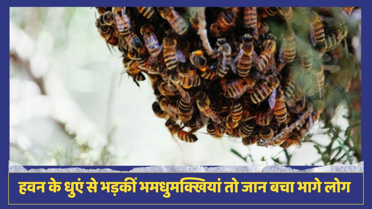 mahoba bee attack during navratri havan injures 10 people