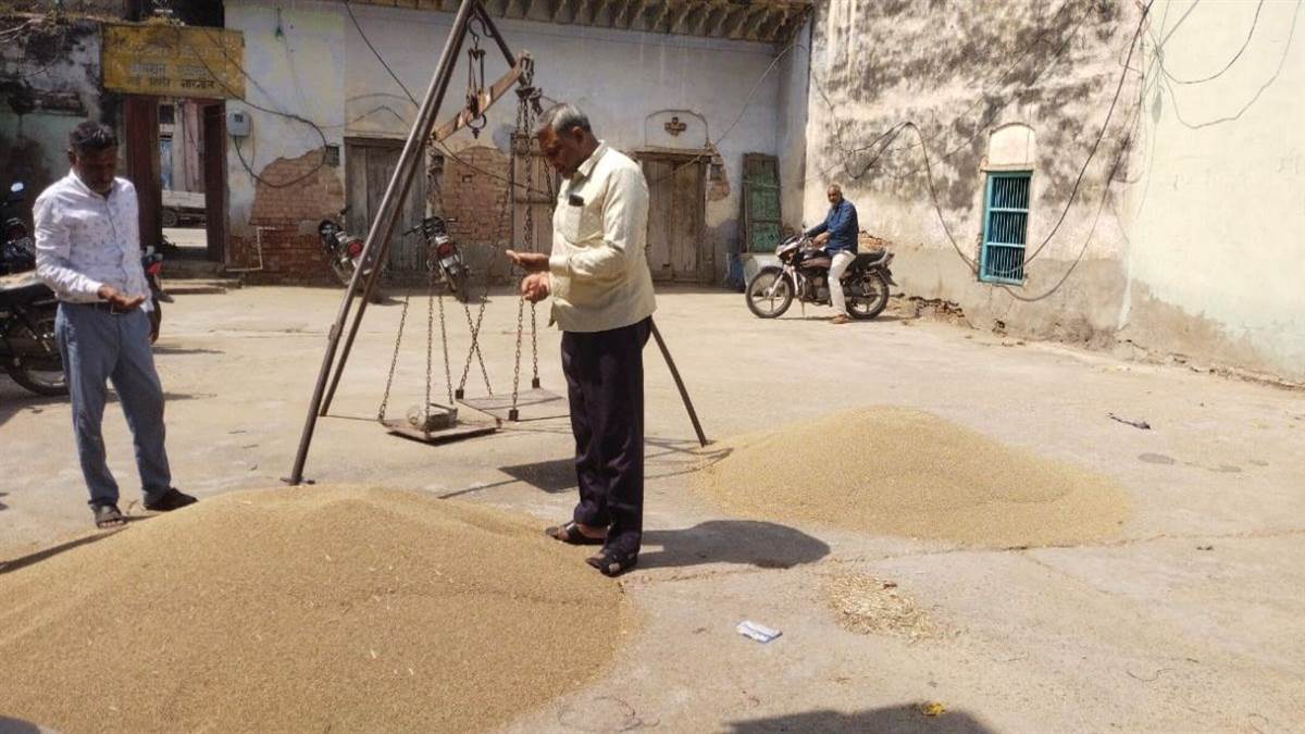 ncr mahendragarh news farmers face losses due to low quality bajra