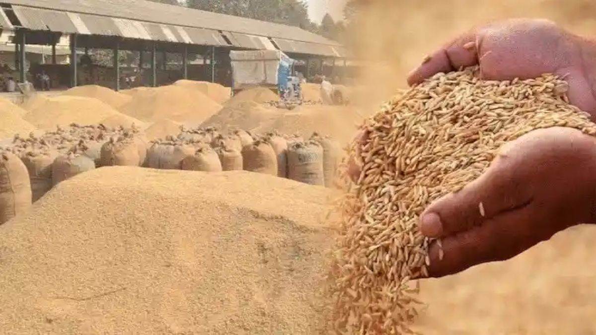 ncr sonipat news delay in pr paddy procurement troubles farmers