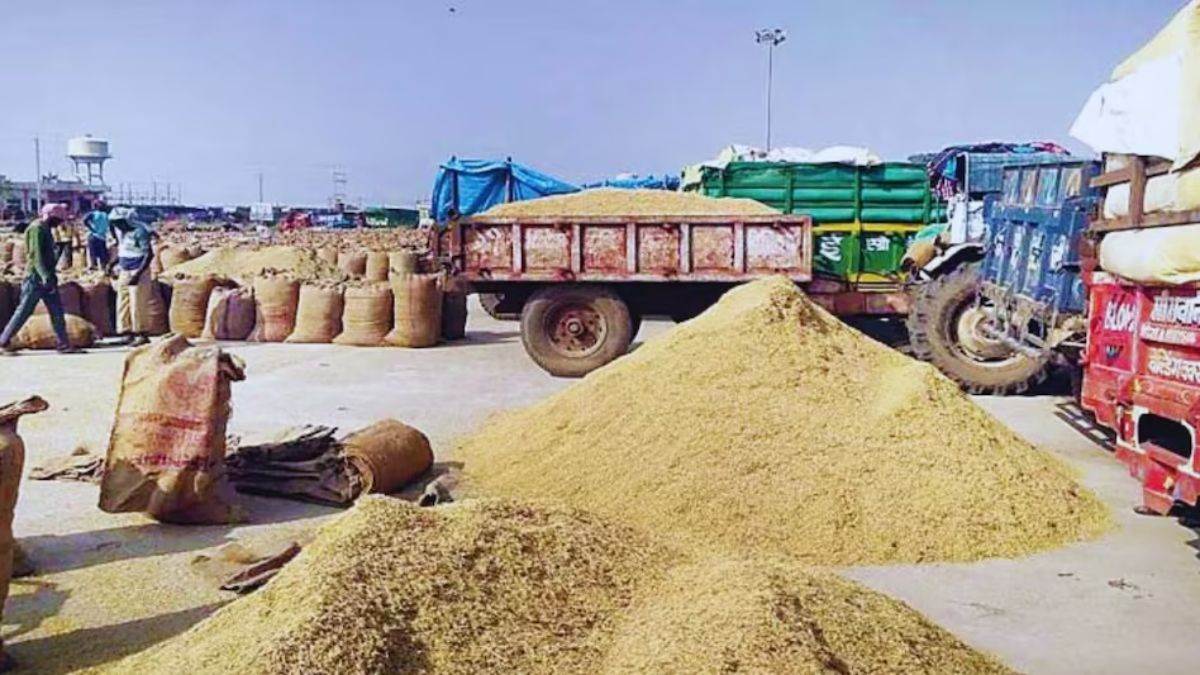 ncr faridabad pr dhan procurement begins bajra verification awaited