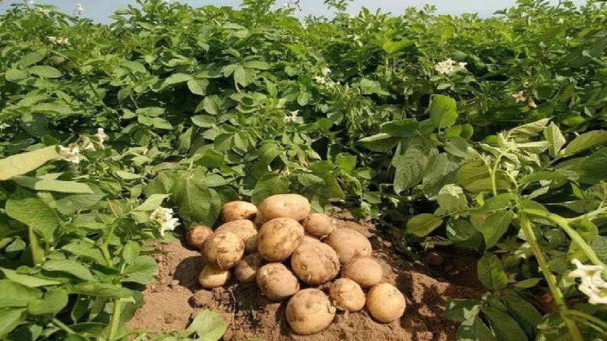 haridwar news subsidized seeds for farmers in roorkee