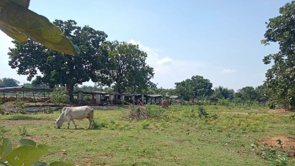 mining lease near cowshed threatens cattle in prayagraj