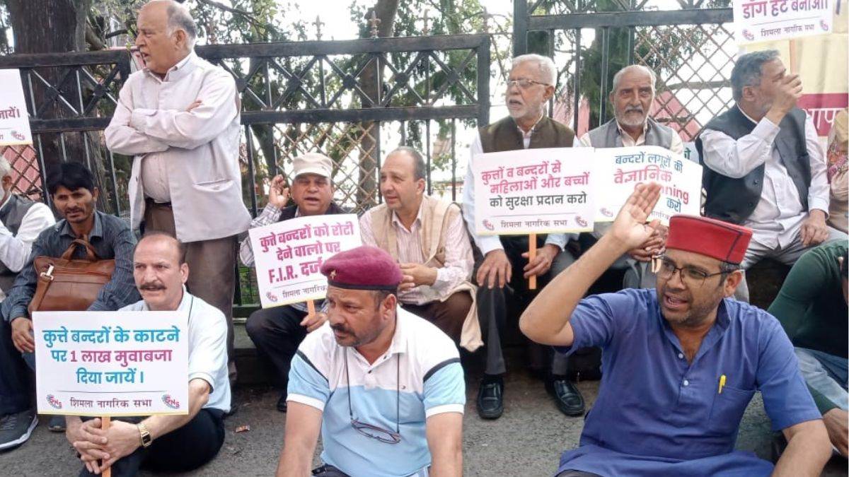shimla street dog and monkey attacks residents protest city inaction