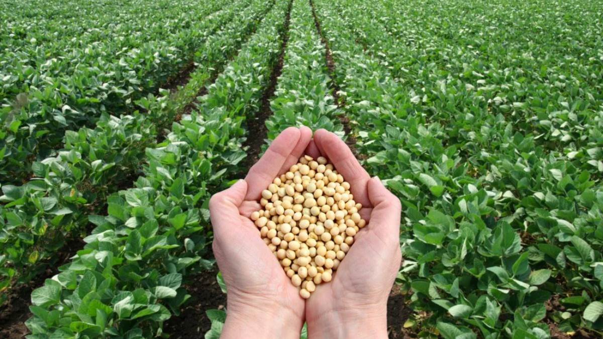 bhavantar yojana government support for soybean farmers in india
