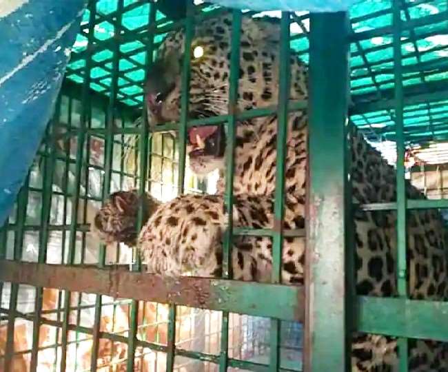 central zoo authority given approval for setting up four leopard rescue centers in uttar pradesh