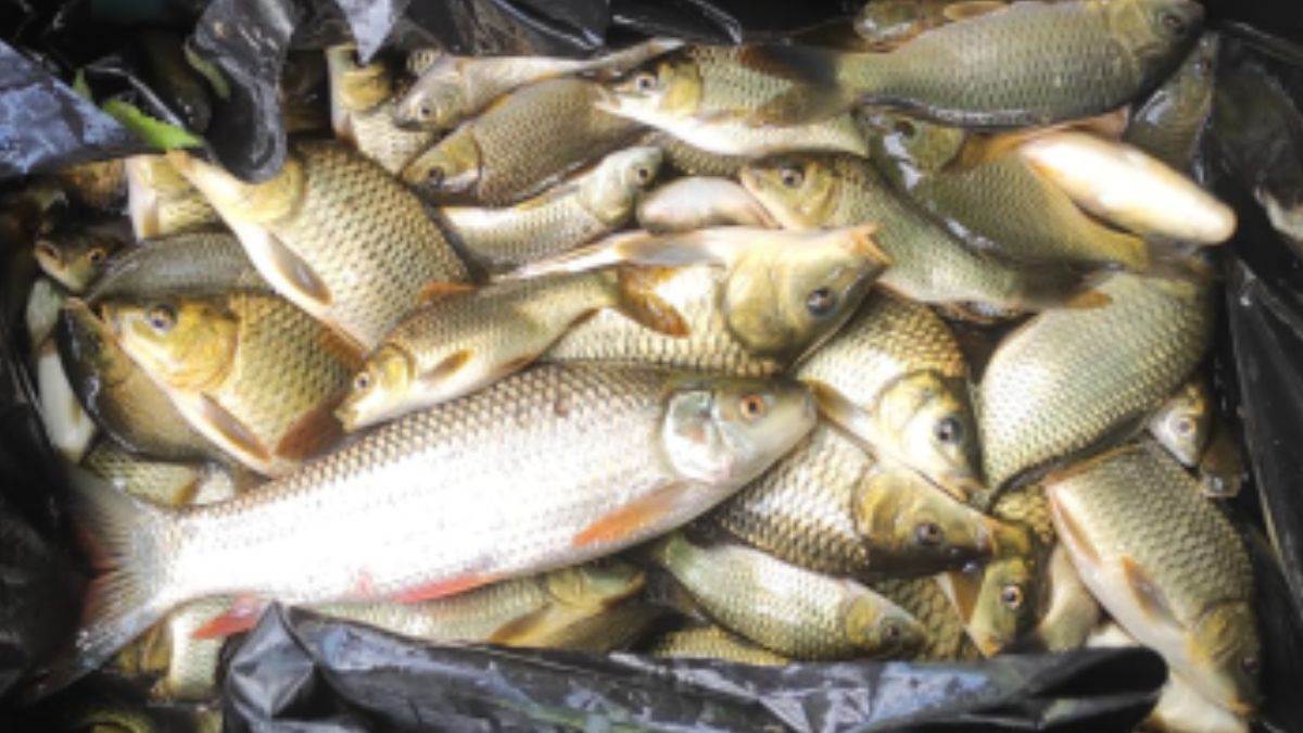https://www.jagranimages.com/images/newimg/29102022/29_10_2022-fish_23169529.jpg