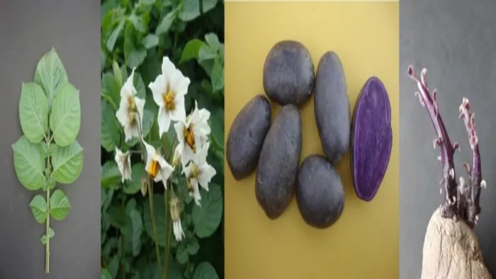 अब आलू बढ़ाएगा उम्र और देगा कैंसर को मात, CPRI शिमला ने तैयार की नई किस्म।