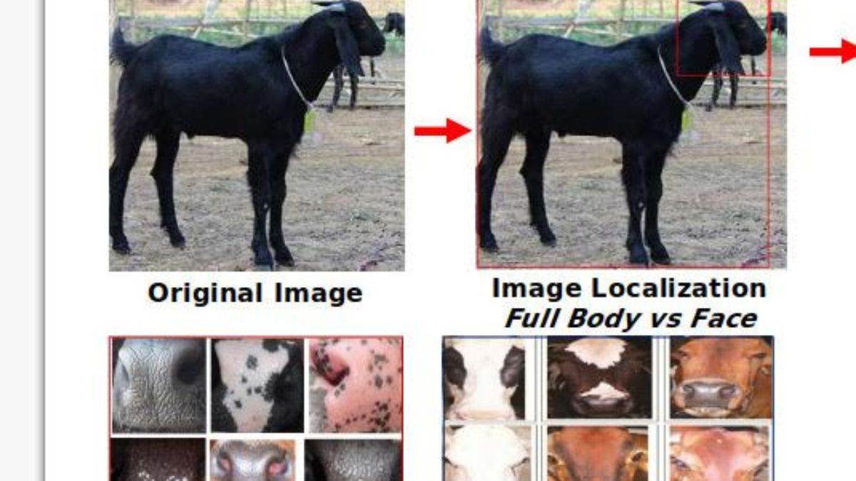 cows snout will identify them like human fingerprints ai based biometric technology developed