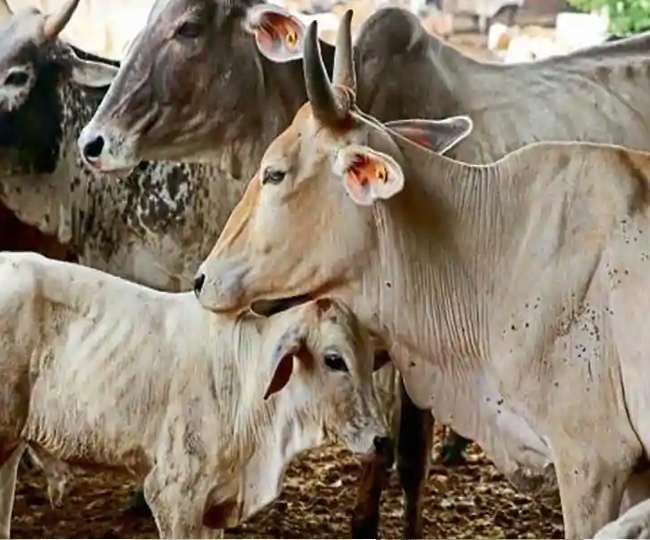 खुरपका और मुंहपका टीकाकरण बंद, पशुओं की बीमारियों को लेकर रहें सचेत -  cracking and mouth disease vaccination discontinued Be alert about animal  diseases