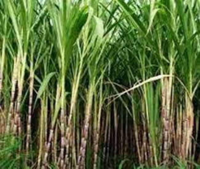 https://www.jagranimages.com/images/newimg/29112021/29_11_2021-sugarcane_22249140.jpg