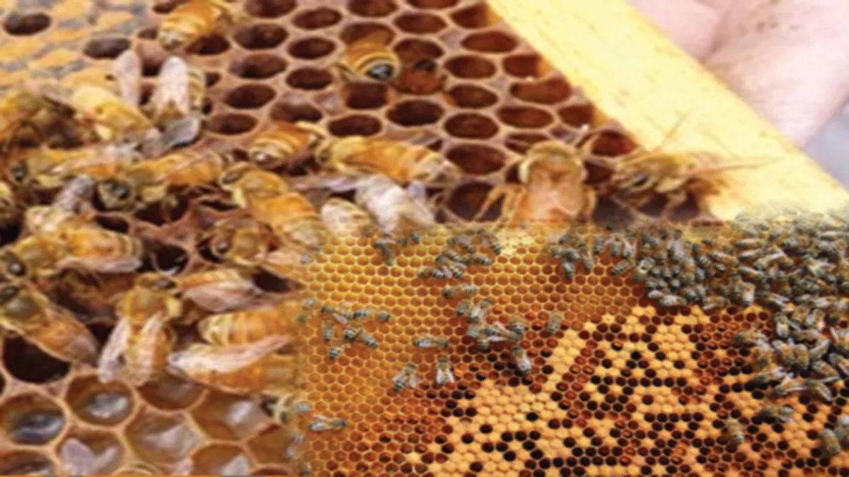 मधुमक्खियों के हमले में एक नाबालिग बच्चे की मौत
