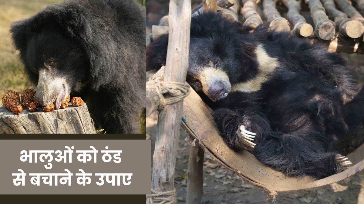 bear eating food in winter heater installed for warmth in sloth bear rescue facility agra
