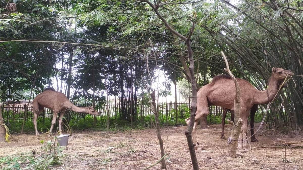 purnia news three smuggled camels seized smugglers abscond as soon as they got wind of the police arrival
